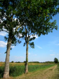 20120904Fraxinus_excelsior3