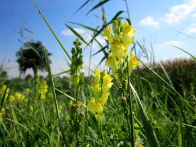 20120904Linaria_vulgaris3