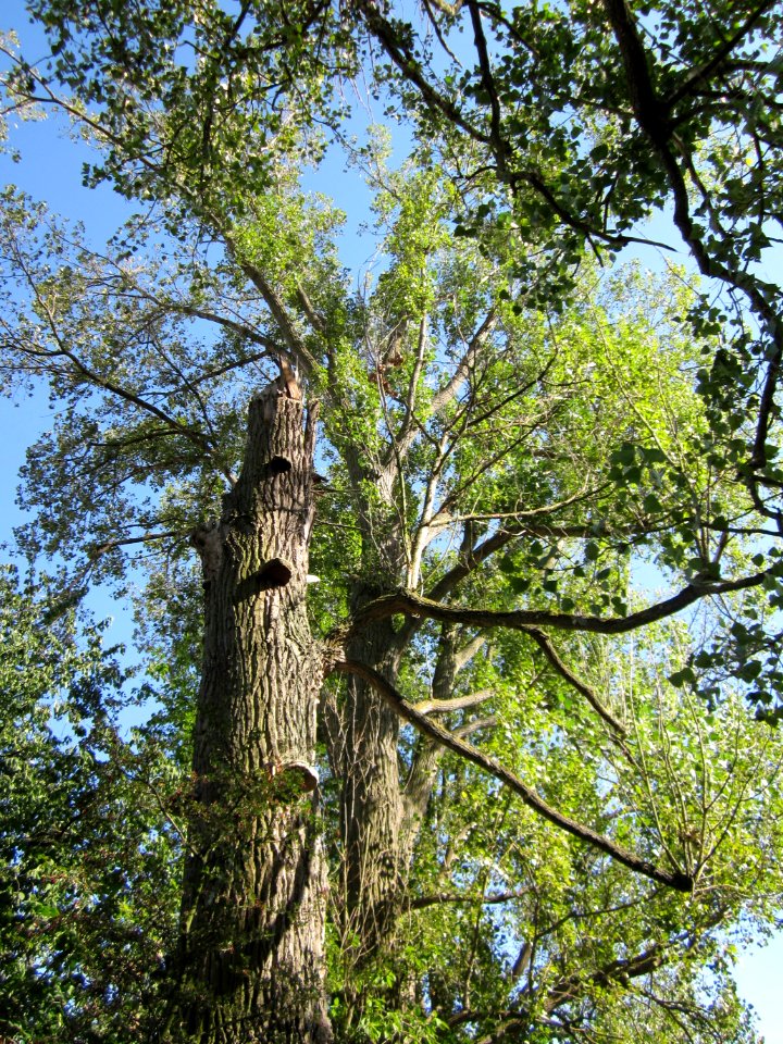 20120906Pappel_Rheinhausen2