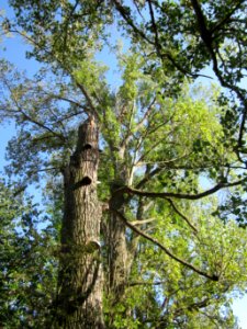 20120906Pappel_Rheinhausen2
