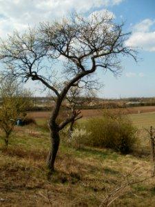 20120403Streuobstwiese_Oftersheim07