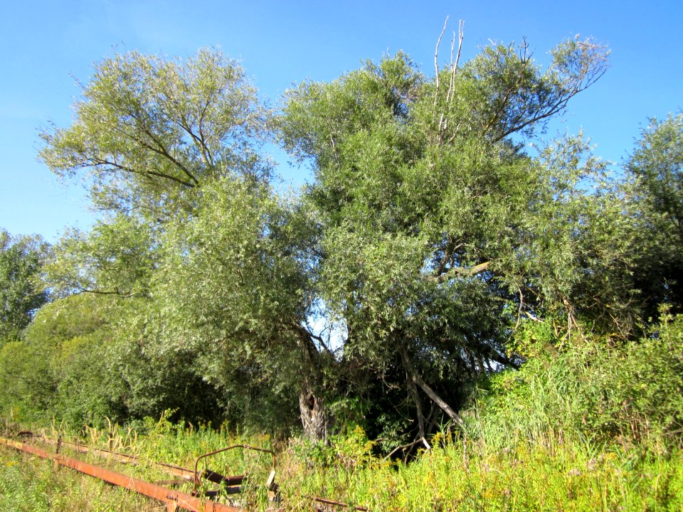 20120906Silberweide_Rheinhausen7