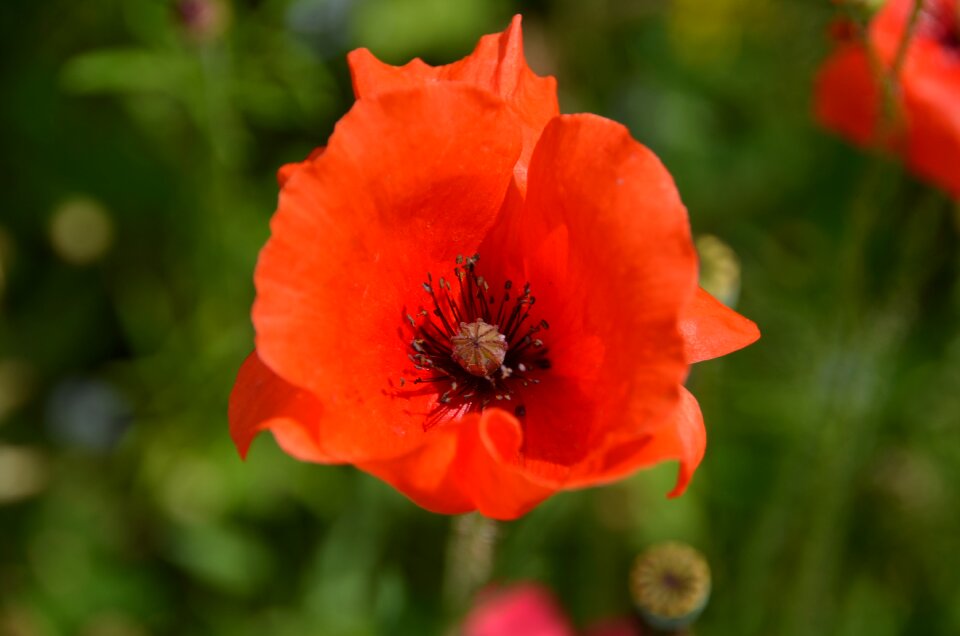 Klatschmohn poppy flower mohngewaechs
