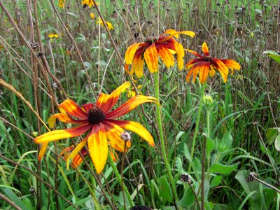 20120902Rudbeckia_hirta05