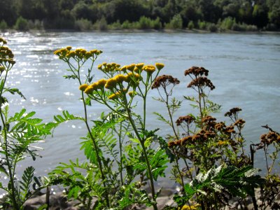 20120906Rainfarn_Altlussheim5