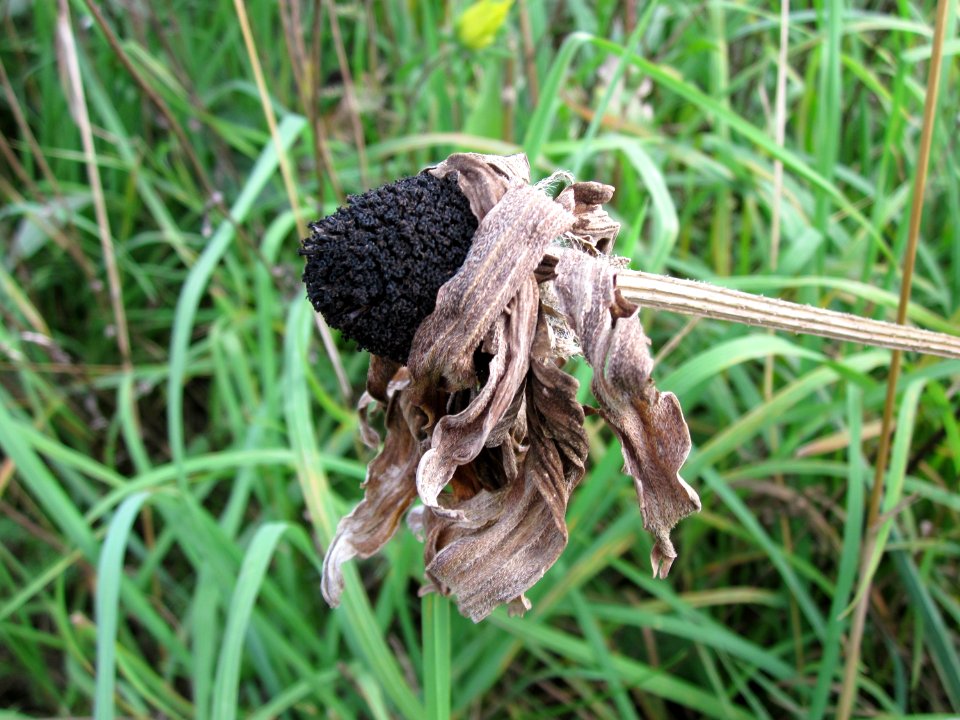 20120902Rudbeckia_hirta08