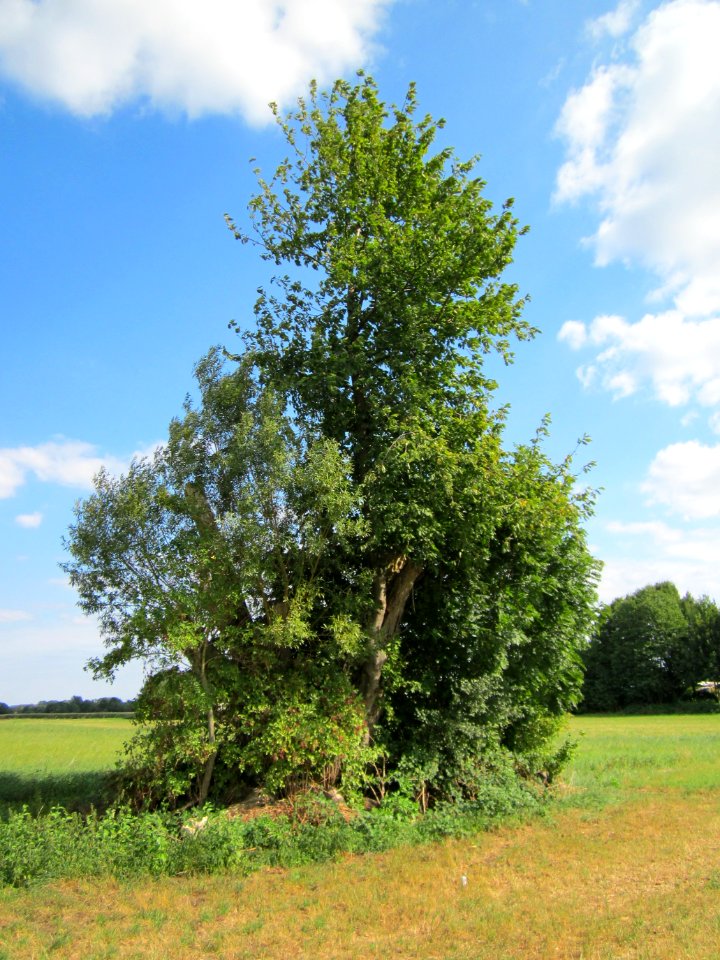 20120903Salix_alba2