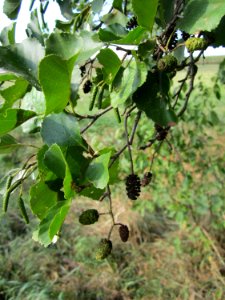 20120904Alnus_glutinosa15