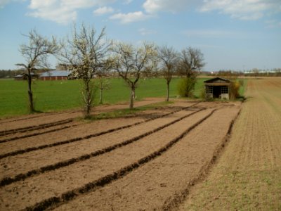 20120403Streuobstwiese_Oftersheim12
