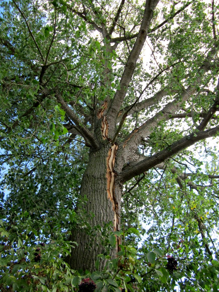 20120904Populus_x_canadensis7