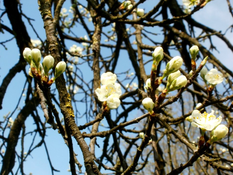 20120403Ebertpark_Hockenheim4