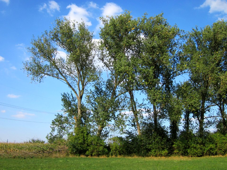 20120904Populus_x_canadensis2