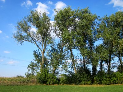 20120904Populus_x_canadensis2