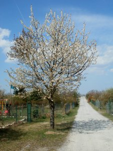 20120403Kirschbluete_Oftersheim01
