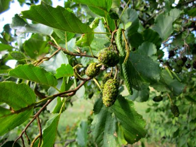 20120904Alnus_glutinosa14