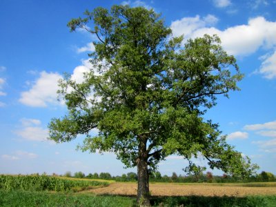 20120904Alnus_glutinosa02