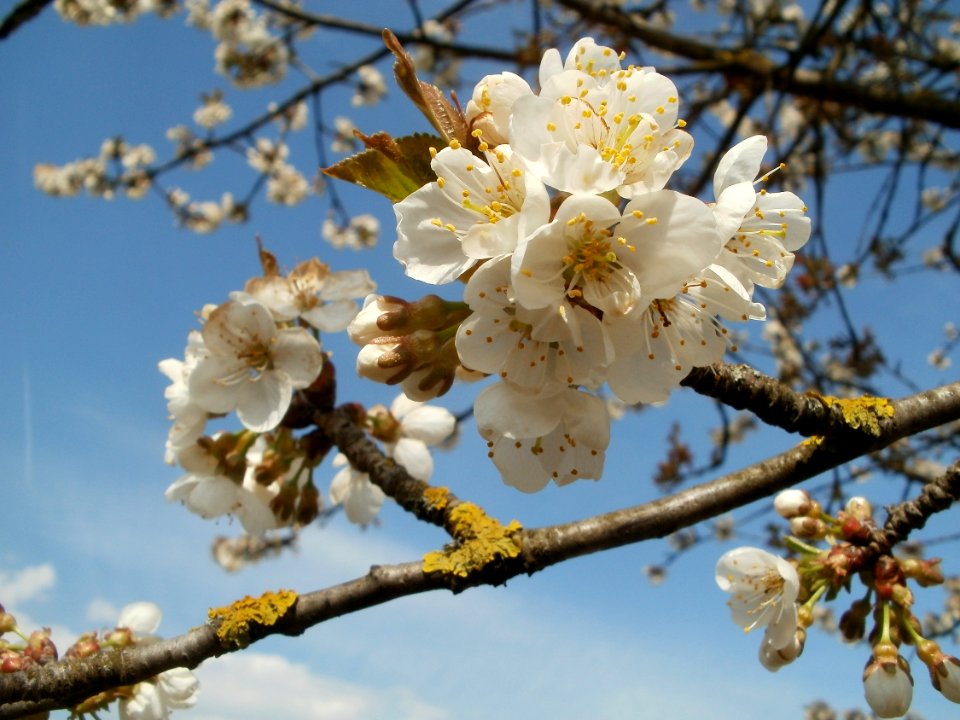 20120403Kirschbluete_Oftersheim05