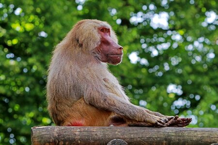 Animal tiergarten nature photo