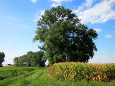 20120903Populus_x_canadensis06