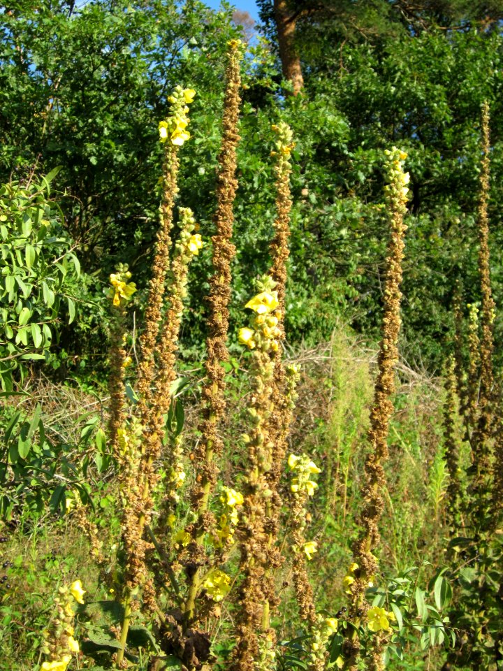 20120902Verbascum_thapsus2