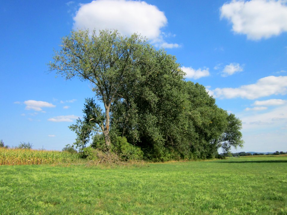 20120903Populus_x_canadensis02