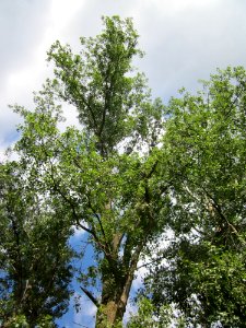 20120903Populus_x_canadensis09