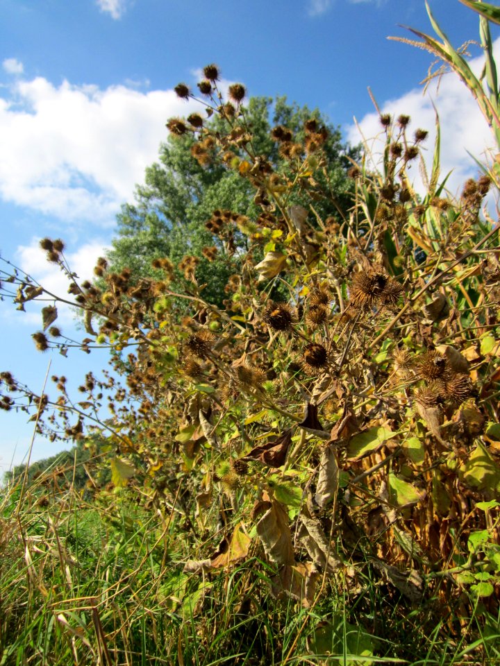 20120903Arctium_lappa1