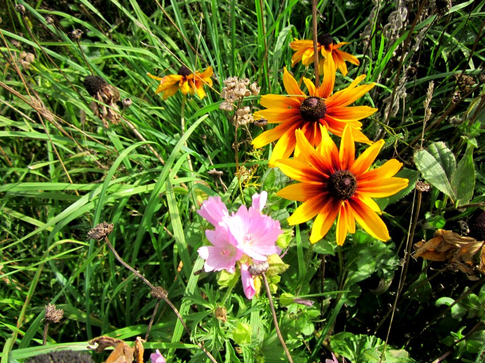 20120902Sonnenhut_Malve_Walldorf1