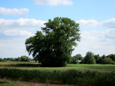 20120902Populus_x_canadensis1