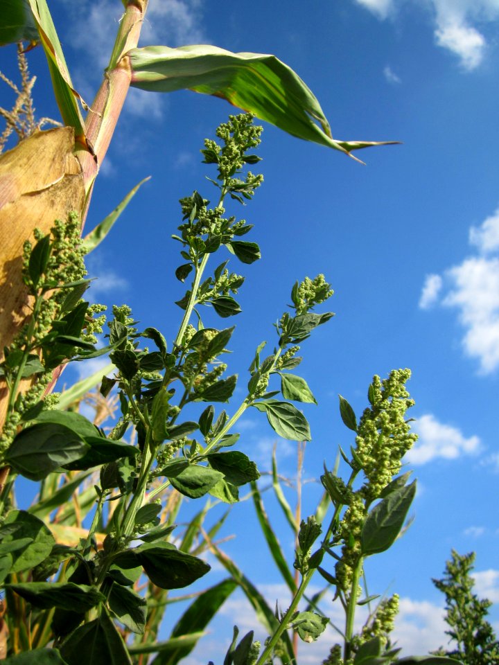 20120903Chenopodium_album5