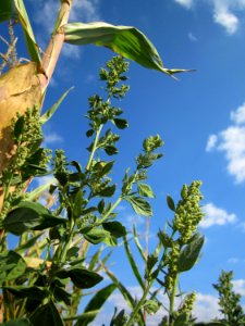 20120903Chenopodium_album5