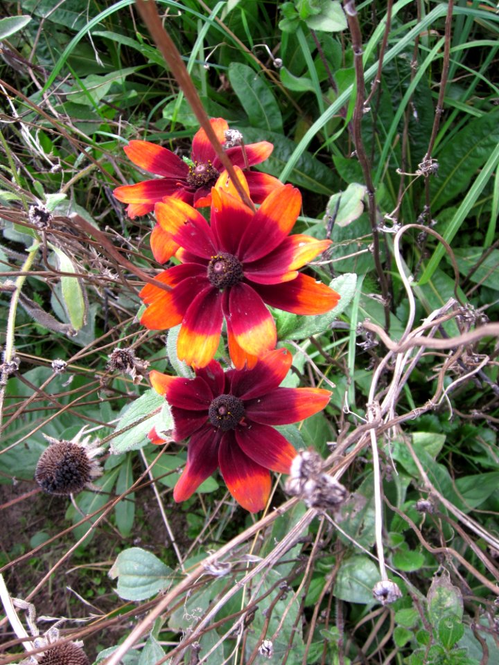 20120902Rudbeckia_hirta12