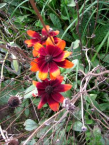 20120902Rudbeckia_hirta12