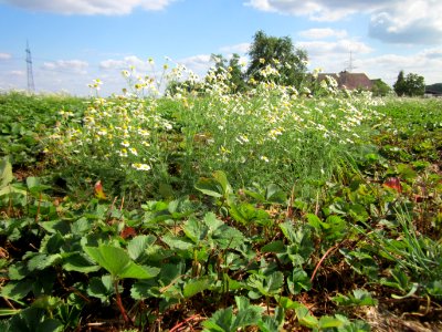 20120902Tripleurospermum_inodorum2