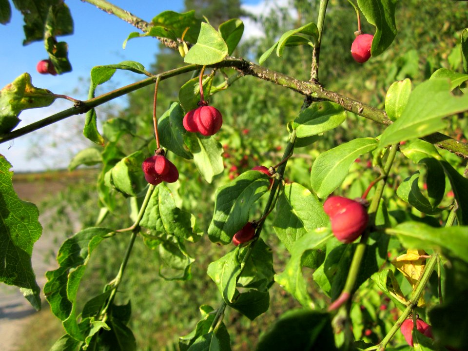 20120902Euonymus_europaeus08