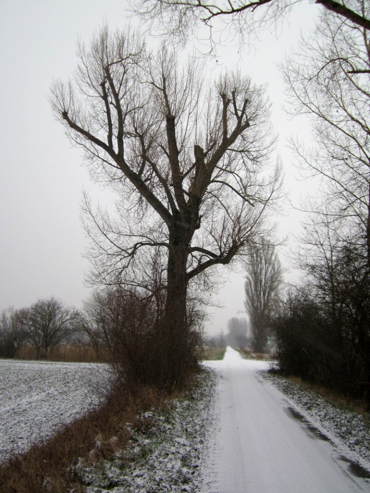 20130116Hockenheimer_Rheinbogen11