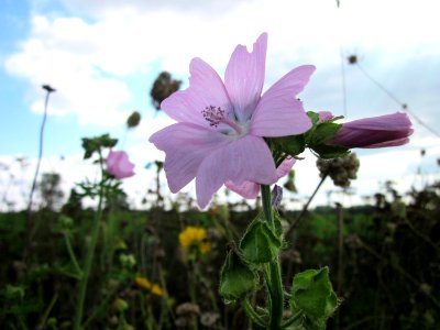 20120902Malve_Walldorf