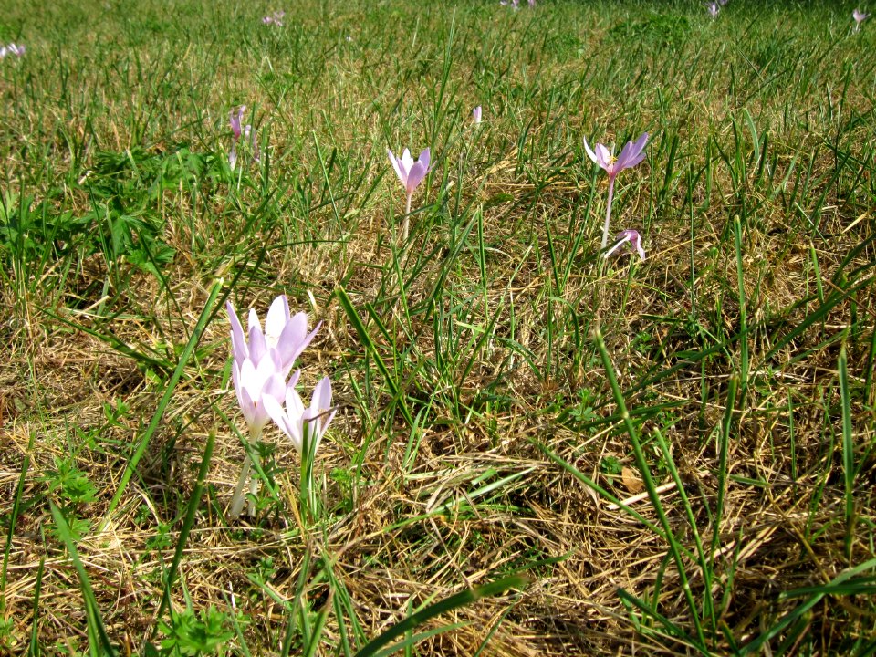 20120903Colchicum_autumnale3