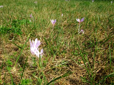 20120903Colchicum_autumnale3