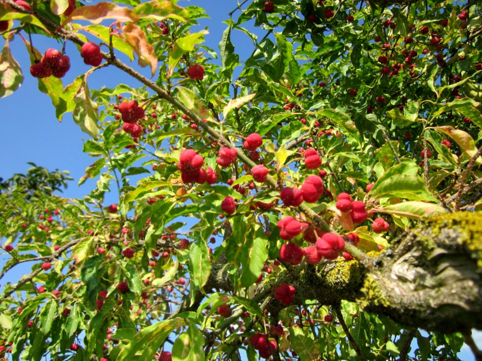 20120903Euonymus_europaeus3