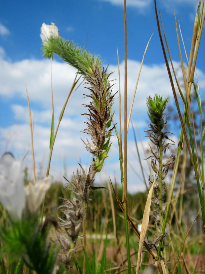 20120904Echium_vulgare1
