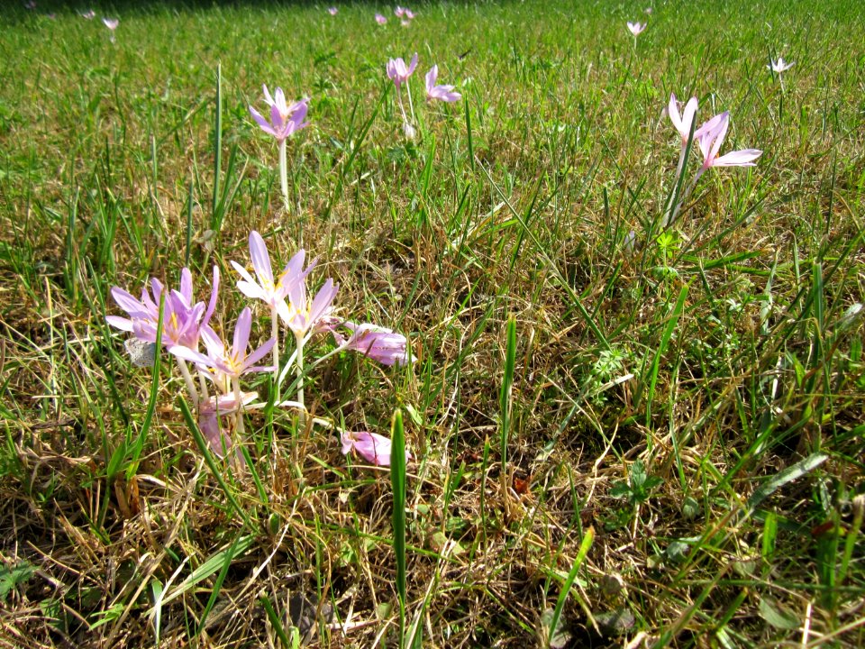 20120903Colchicum_autumnale1