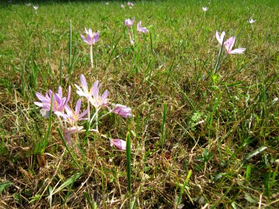 20120903Colchicum_autumnale1