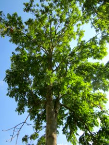 20120904Fraxinus_excelsior5