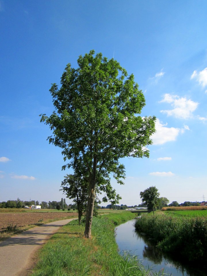 20120904Fraxinus_excelsior4