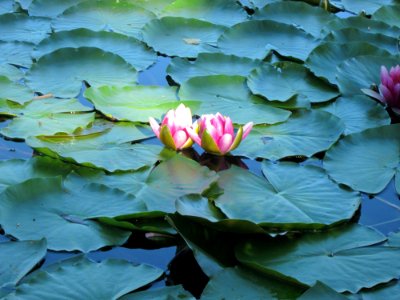 20120907Baggersee_Silz06