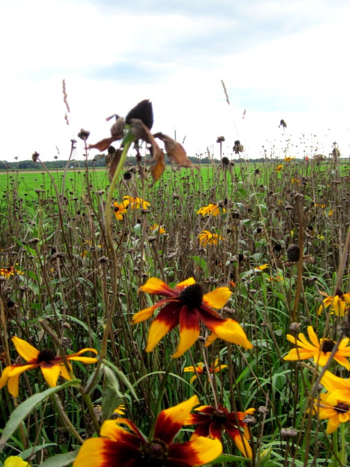 20120902Rudbeckia_hirta04