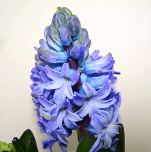 Hyacinth blue flower spring flower photo