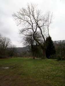 20130217Alte_Eschen_Saarbruecken6