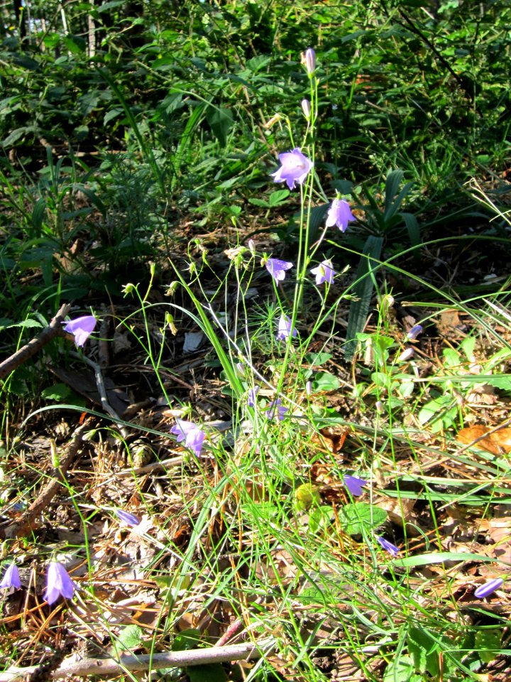 20120902Glockenblume_Walldorf1